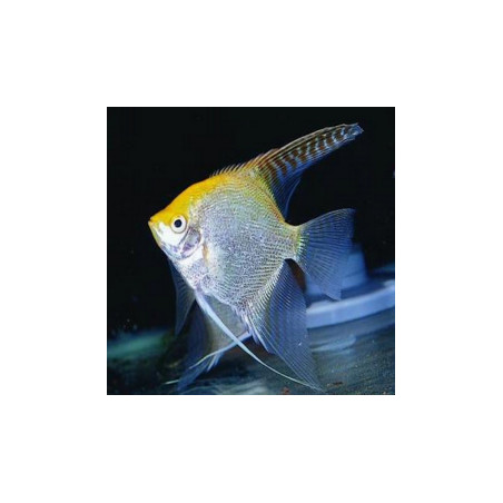 Pterophyllum scalare gold - 3 - 3.5 cm