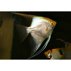 Pterophyllum scalare gold diamond - 3 - 3.5 cm