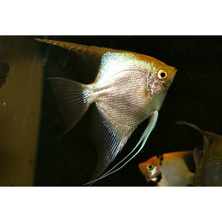 Pterophyllum scalare gold diamond - 3 - 3.5 cm
