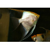 Pterophyllum scalare gold diamond - 3 - 3.5 cm