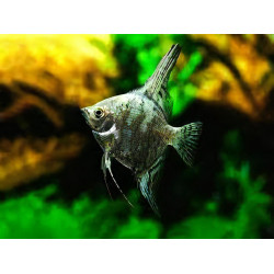 Pterophyllum scalare green - 3 - 3.5 cm