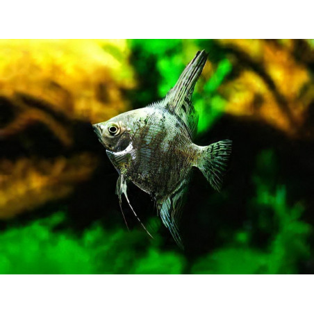 Pterophyllum scalare green - 3 - 3.5 cm