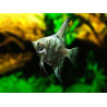 Pterophyllum scalare green - 3 - 3.5 cm