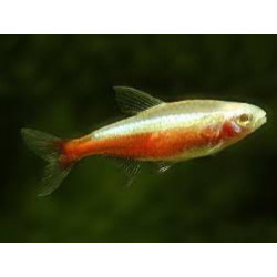 Cheirodon axelrodi gold - 2.5 - 3 cm