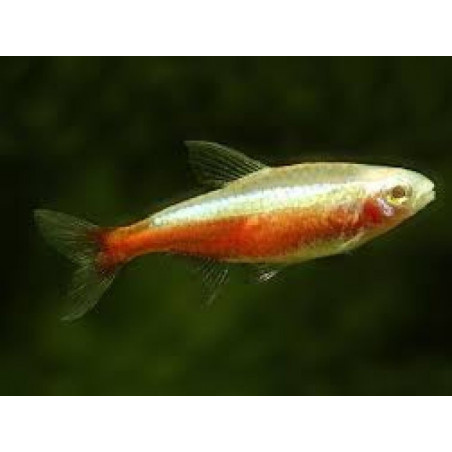 Cheirodon axelrodi gold - 2.5 - 3 cm
