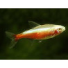 Cheirodon axelrodi gold - 2.5 - 3 cm