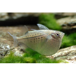 Gasteropelecus maculatus - 3 - 4 cm