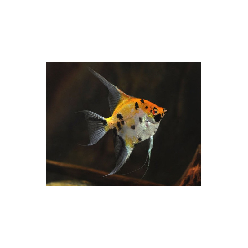 Pterophyllum scalare koi - 3 - 3.5 cm