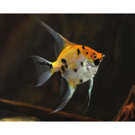 Pterophyllum scalare koi - 3 - 3.5 cm