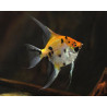 Pterophyllum scalare koi - 3 - 3.5 cm