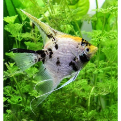 Pterophyllum scalare koi diamond - 4 - 5 cm