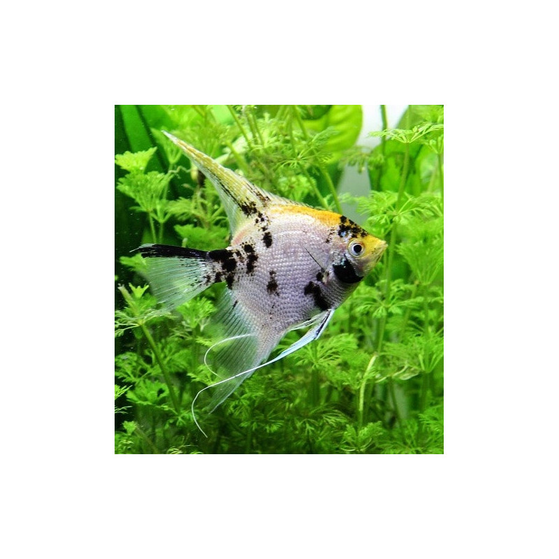 Pterophyllum scalare koi diamond - 4 - 5 cm