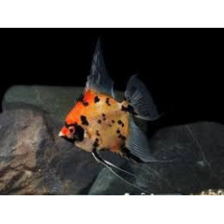 Pterophyllum scalare koi full orange - 4 - 4.5 cm