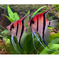 Pterophyllum scalare manacapuru red beck - 3 - 3.5 cm