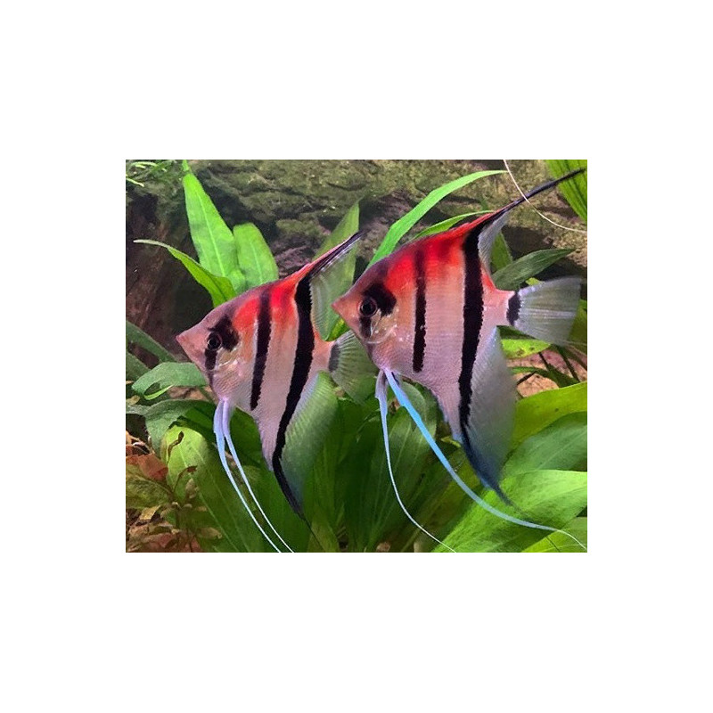 Pterophyllum scalare manacapuru red beck - 4 - 6 cm