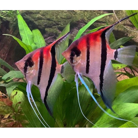Pterophyllum scalare manacapuru red beck - 4 - 6 cm