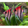 Pterophyllum scalare manacapuru red beck - 4 - 6 cm