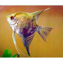 Pterophyllum scalare map. - L - 5.5 - 6 cm