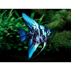 Pterophyllum scalare marble - 3 - 3.5 cm