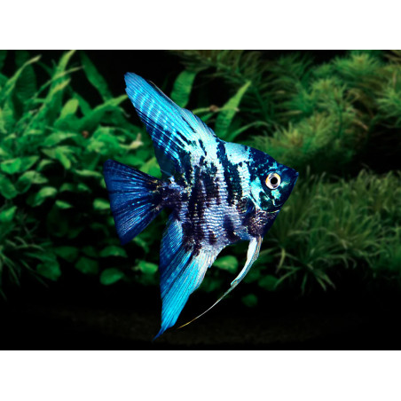 Pterophyllum scalare marble - 3 - 3.5 cm