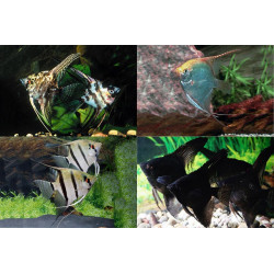 Pterophyllum scalare mix - 4 - 5 cm