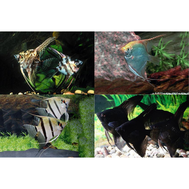 Pterophyllum scalare mix - XXL - min.7.5 cm