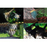 Pterophyllum scalare mix - XXL - min.7.5 cm