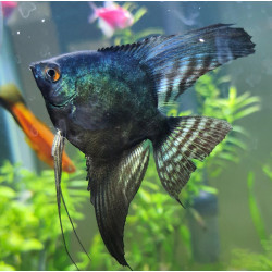 Pterophyllum scalare pinoy - 3 - 3.5 cm
