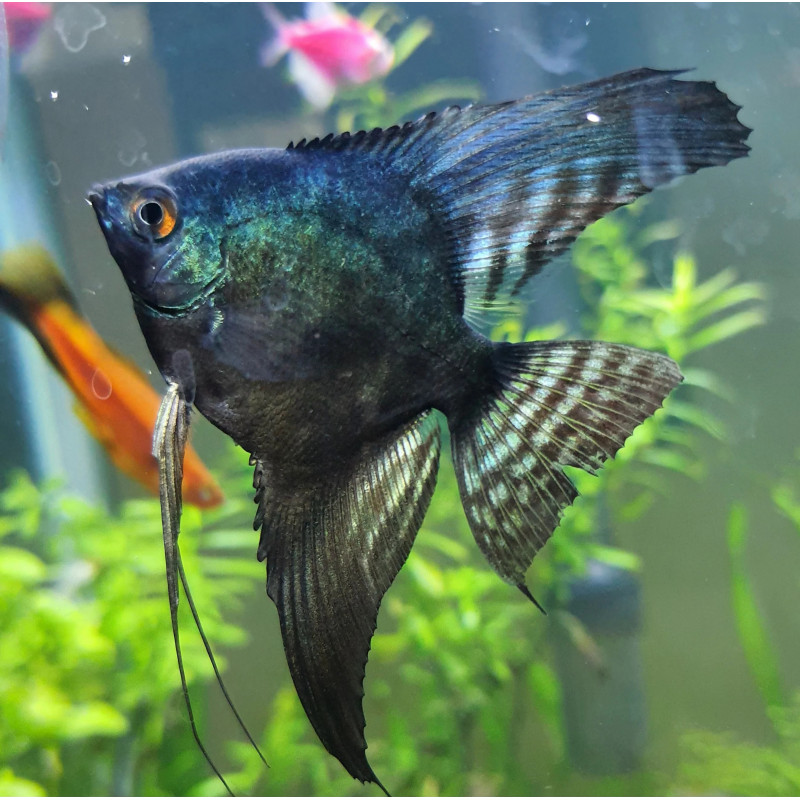 Pterophyllum scalare pinoy - 3 - 3.5 cm