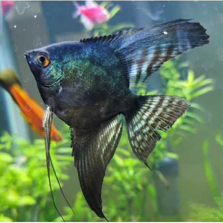 Pterophyllum scalare pinoy - 3 - 3.5 cm