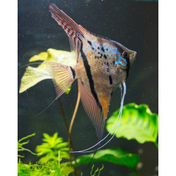 Pterophyllum scalare manacapuru - 3 - 3.5 cm