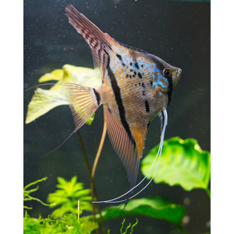 Pterophyllum scalare manacapuru - 3 - 3.5 cm