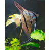 Pterophyllum scalare manacapuru - 3 - 3.5 cm
