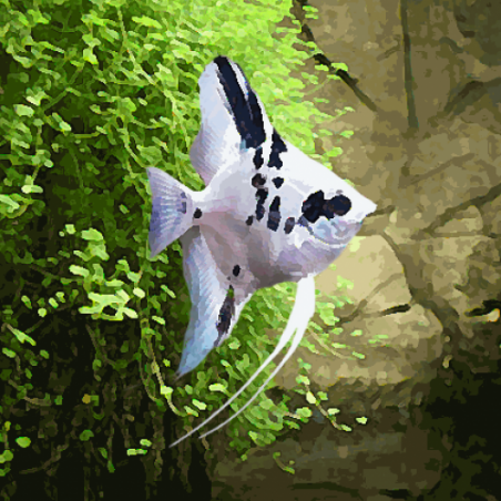 Pterophyllum scalare platinum panda - 3 - 3.5 cm