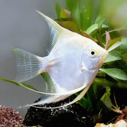 Pterophyllum scalare platinum white - 3.5 - 4 cm