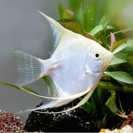 Pterophyllum scalare platinum white - 3.5 - 4 cm