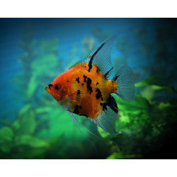 Pterophyllum scalare red  devil - 3 - 3.5 cm
