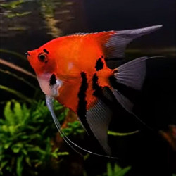 Pterophyllum scalare red cap - 3 - 3.5 cm
