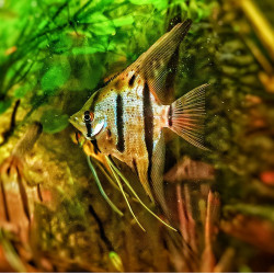 Pterophyllum scalare rio nanay - 3 - 3.5 cm