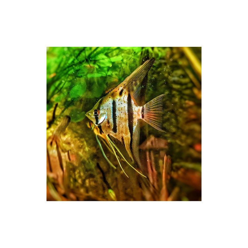 Pterophyllum scalare rio nanay - 3 - 3.5 cm