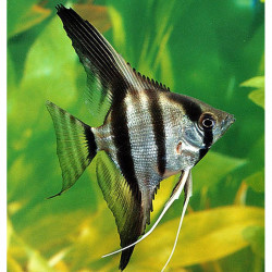 Pterophyllum scalare - 2.5 - 3 cm