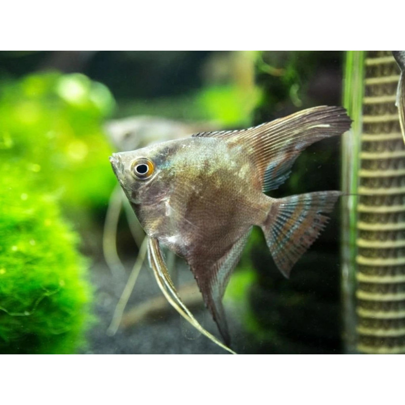 Pterophyllum scalare smoke - 3 - 3.5 cm