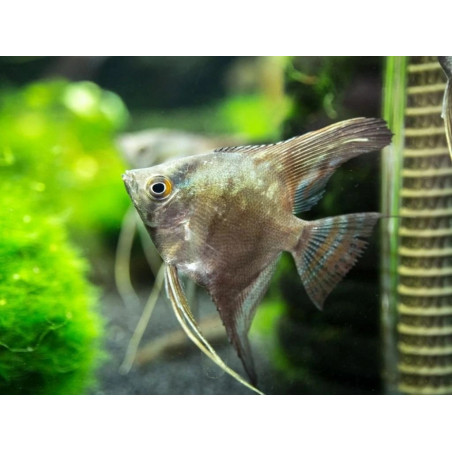 Pterophyllum scalare smoke - 3 - 3.5 cm
