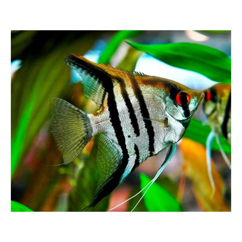Pterophyllum scalare zebra - 3 - 3.5 cm