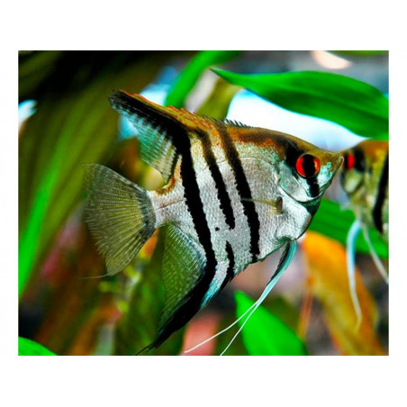 Pterophyllum scalare zebra - 3 - 3.5 cm