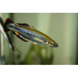 Bedotia geayi - 4 - 5.5 cm