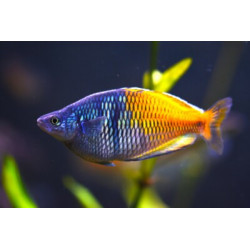 Chilatherina bleheri - 3 - 4 cm