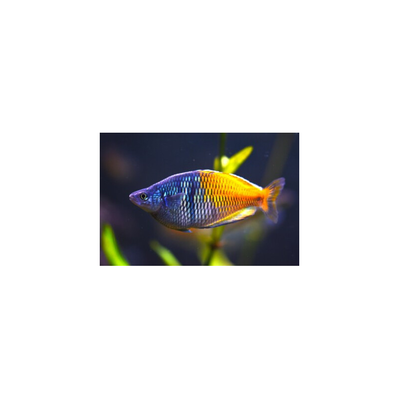 Chilatherina bleheri - 3 - 4 cm