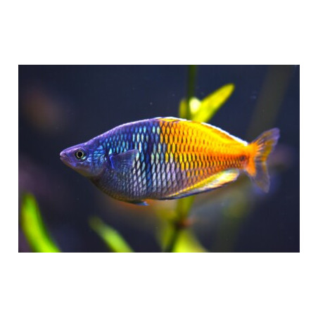 Chilatherina bleheri - 3 - 4 cm