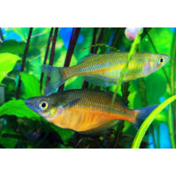 Chilatherina sentaniensis - 4 - 5 cm